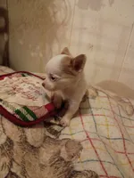 LC Female Tea cup, a female Chihuahua for sale in Gainesville, FL – Photo 3 of 4