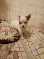 LC Female Tea cup, a female Chihuahua for sale in Gainesville, FL – Photo 2 of 4