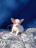 LC Female Tea cup, a female Chihuahua for sale in Gainesville, FL – Photo 4 of 4