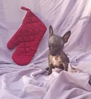 Sassy, a female Chihuahua for sale in Gainesville, FL – Photo 1 of 2