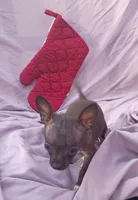 Sassy, a female Chihuahua for sale in Gainesville, FL – Photo 2 of 2