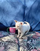 LC MALE, a male Chihuahua for sale in Gainesville, FL – Photo 1 of 3