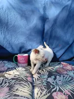 LC MALE, a male Chihuahua for sale in Gainesville, FL – Photo 2 of 3