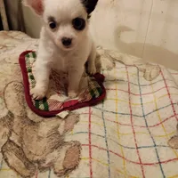 LC F, a female Chihuahua for sale in Gainesville, FL – Photo 3 of 4