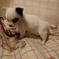 LC F, a female Chihuahua for sale in Gainesville, FL – Photo 4 of 4