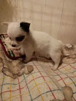 LC F, a female Chihuahua for sale in Gainesville, FL – Photo 3 of 3