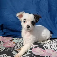 LC F, a female Chihuahua for sale in Gainesville, FL – Photo 1 of 4