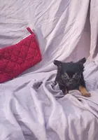 Cameron, a male Chihuahua for sale in Gainesville, FL – Photo 3 of 6