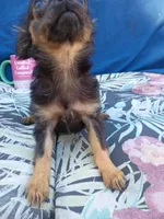 Cameron, a male Chihuahua for sale in Gainesville, FL – Photo 5 of 6