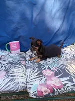 Cameron, a male Chihuahua for sale in Gainesville, FL – Photo 6 of 6