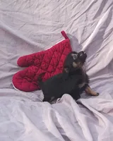 Cameron, a male Chihuahua for sale in Gainesville, FL – Photo 1 of 6