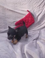 Cameron, a male Chihuahua for sale in Gainesville, FL – Photo 2 of 6