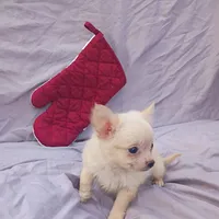 Pooh Bear, a male Chihuahua for sale in Gainesville, FL – Photo 4 of 5