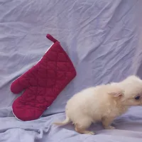 Pooh Bear, a male Chihuahua for sale in Gainesville, FL – Photo 3 of 5