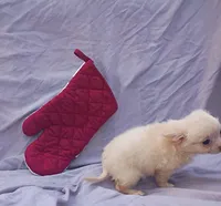 Pooh Bear, a male Chihuahua for sale in Gainesville, FL – Photo 4 of 5