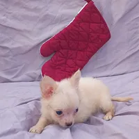 Pooh Bear, a male Chihuahua for sale in Gainesville, FL – Photo 2 of 5