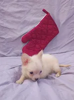 Pooh Bear, a male Chihuahua for sale in Gainesville, FL – Photo 3 of 5