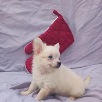 Pooh Bear, a male Chihuahua for sale in Gainesville, FL – Photo 1 of 5