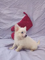 Pooh Bear, a male Chihuahua for sale in Gainesville, FL – Photo 1 of 5