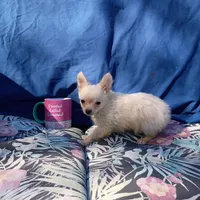 Pooh Bear, a male Chihuahua for sale in Gainesville, FL – Photo 5 of 5