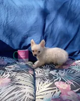 Pooh Bear, a male Chihuahua for sale in Gainesville, FL – Photo 5 of 5