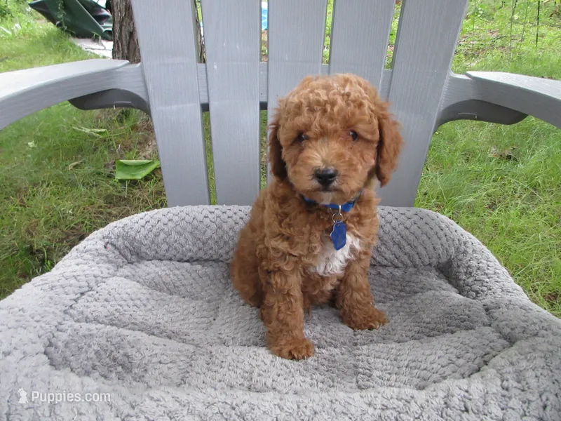 Blue – Poodle - Miniature  puppy for sale in Neshkoro, WI