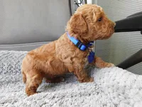 Blue, a male Poodle - Miniature  for sale in Neshkoro, WI – 1 of 1
