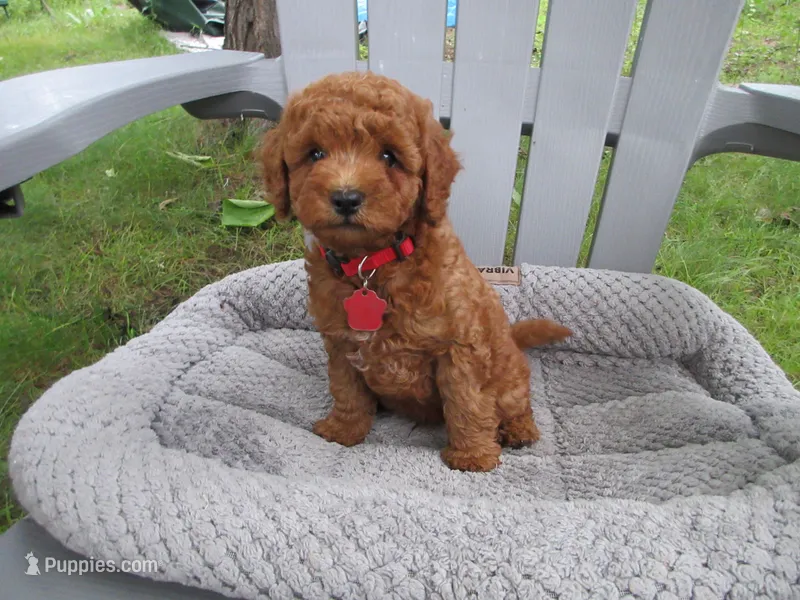 Red – Poodle - Miniature  puppy for sale in Neshkoro, WI