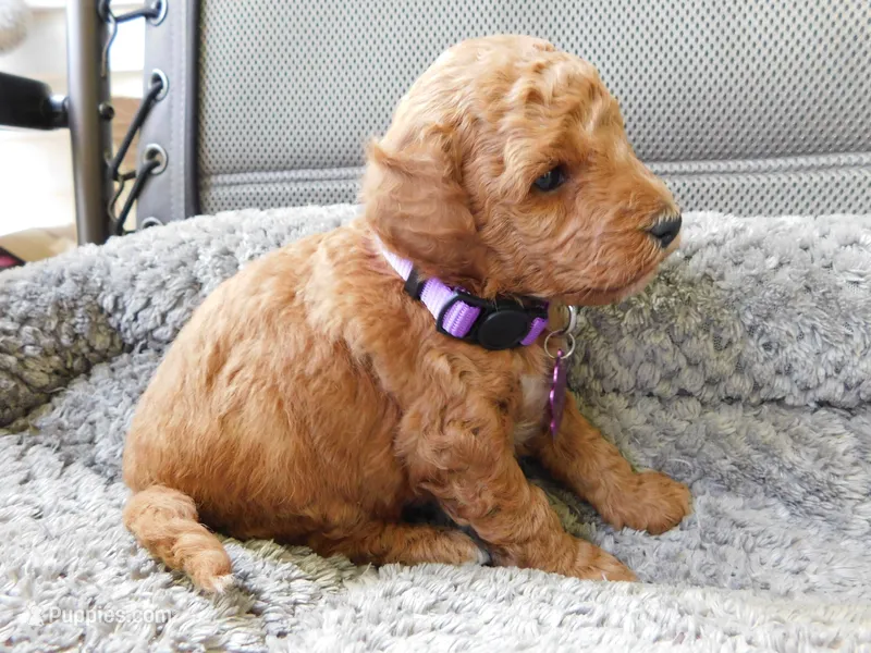 Purple – Poodle - Miniature  puppy for sale in Neshkoro, WI