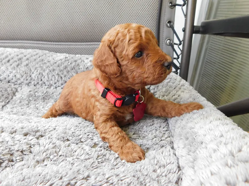 Red – Poodle - Miniature  puppy for sale in Neshkoro, WI