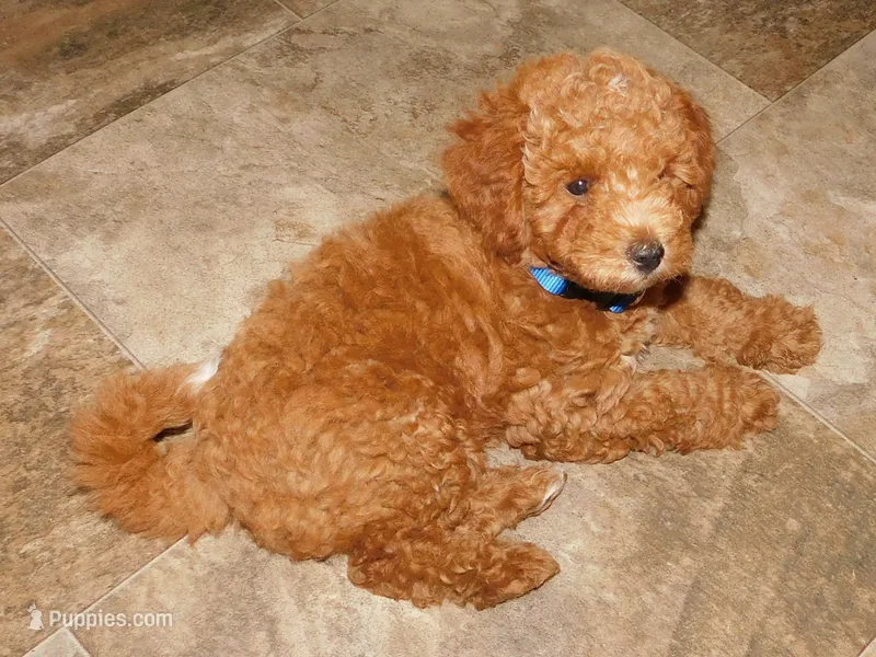 Blue – Poodle - Miniature  puppy for sale in Neshkoro, WI