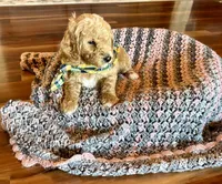 Ben, a male Poodle - Standard  for sale in El Dorado, KS – Photo 2 of 4