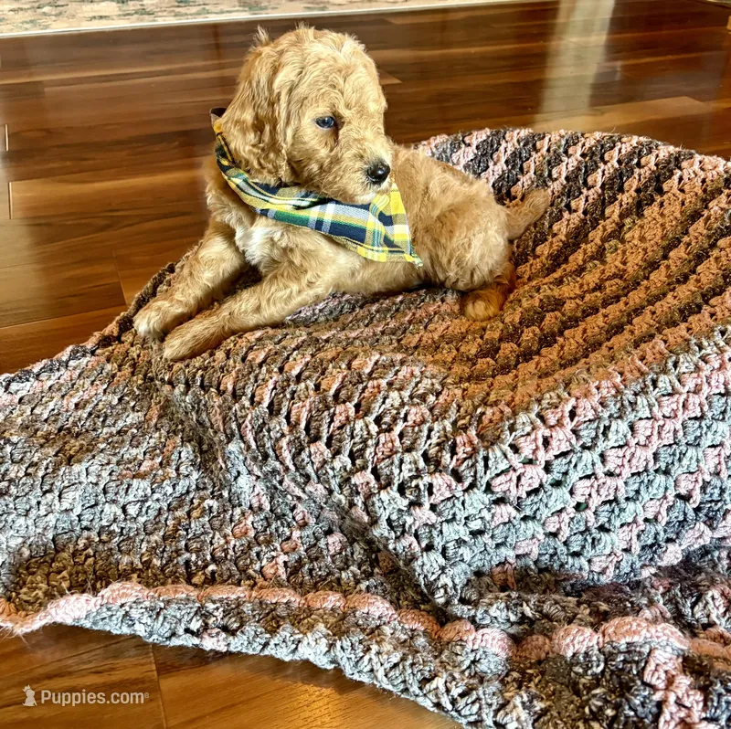 Ben – Poodle - Standard  puppy for sale in El Dorado, KS