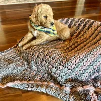 Ben, a male Poodle - Standard  for sale in El Dorado, KS – Photo 1 of 4