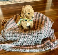 Ben, a male Poodle - Standard  for sale in El Dorado, KS – Photo 4 of 4