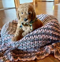 Green, a male Poodle - Standard  for sale in El Dorado, KS – Photo 3 of 4
