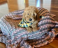 Green, a male Poodle - Standard  for sale in El Dorado, KS – Photo 2 of 4