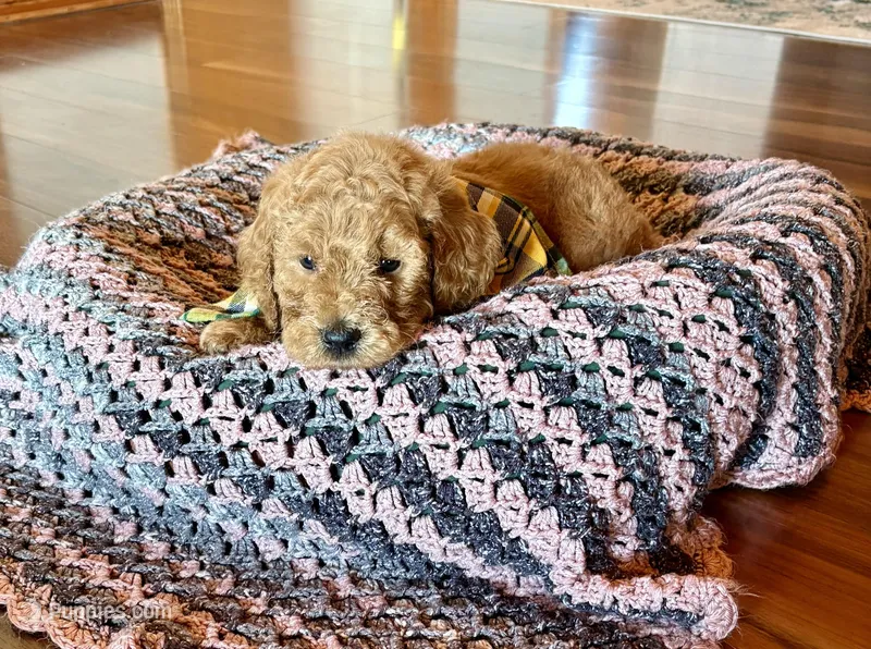 Green – Poodle - Standard  puppy for sale in El Dorado, KS