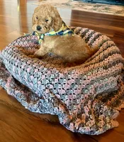 Green, a male Poodle - Standard  for sale in El Dorado, KS – Photo 4 of 4