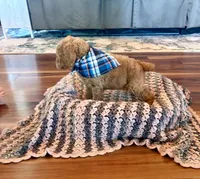 Brownie, a male Poodle - Standard  for sale in El Dorado, KS – Photo 2 of 4