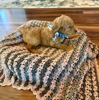 Brownie, a male Poodle - Standard  for sale in El Dorado, KS – Photo 3 of 4