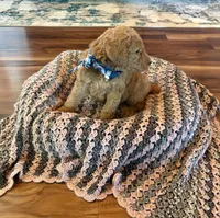 Brownie, a male Poodle - Standard  for sale in El Dorado, KS – Photo 4 of 4