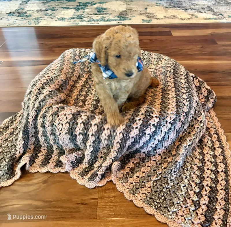 Brownie – Poodle - Standard  puppy for sale in El Dorado, KS