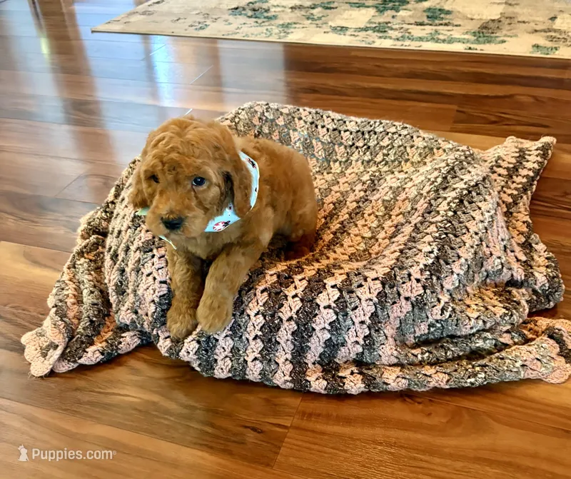 Beautiful Minnie! – Poodle - Standard  puppy for sale in El Dorado, KS