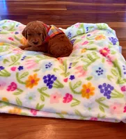 Beautiful Minnie!, a female Poodle - Standard  for sale in El Dorado, KS – Photo 2 of 2