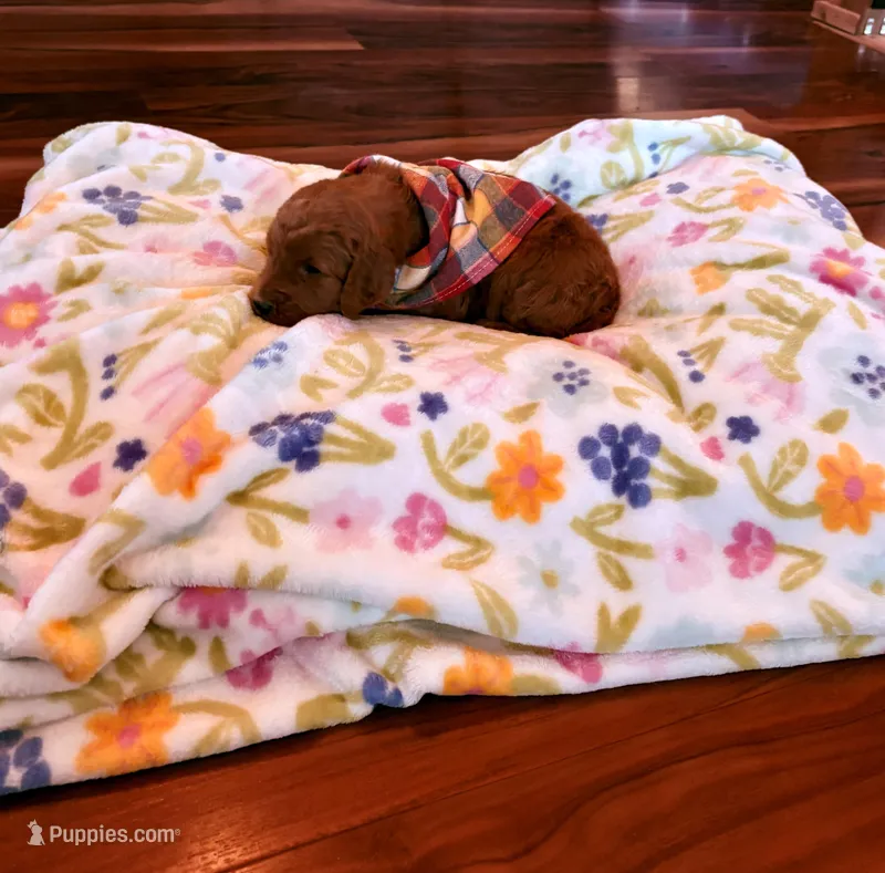 Beautiful Minnie!, a female Poodle - Standard  for sale in El Dorado, KS – Photo 1 of 2