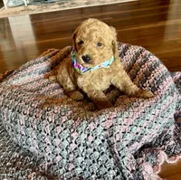 Winnie, a male Poodle - Standard  for sale in El Dorado, KS – Photo 4 of 4