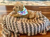 Winnie, a male Poodle - Standard  for sale in El Dorado, KS – Photo 2 of 4