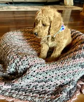 Winnie, a male Poodle - Standard  for sale in El Dorado, KS – Photo 3 of 4