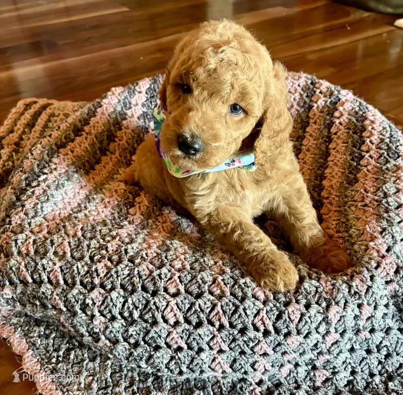 Winnie – Poodle - Standard  puppy for sale in El Dorado, KS